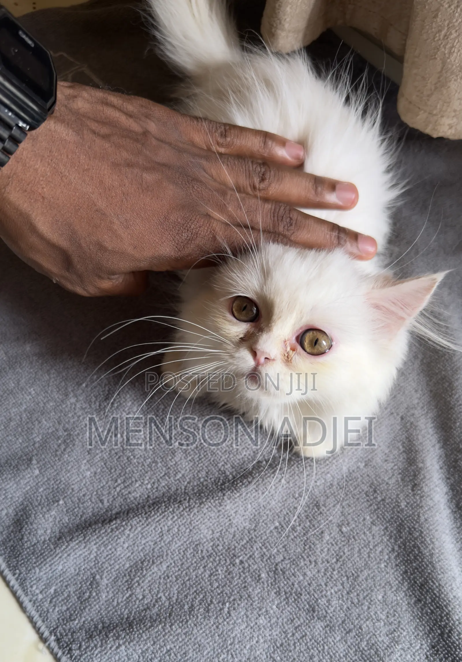 3-6 months Female Mixed Breed Persian