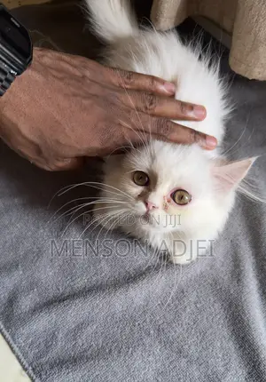 3-6 months Female Mixed Breed Persian