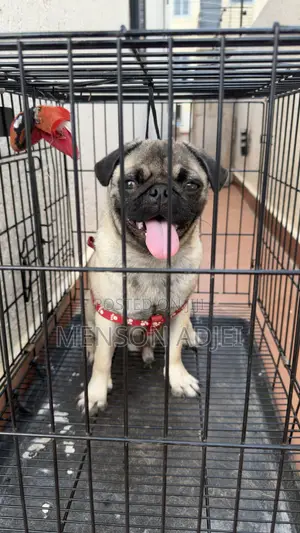 3-6 months Female Mixed Breed Persian