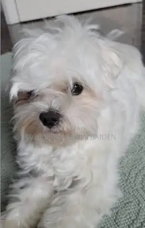 1+ year Male Purebred Maltese