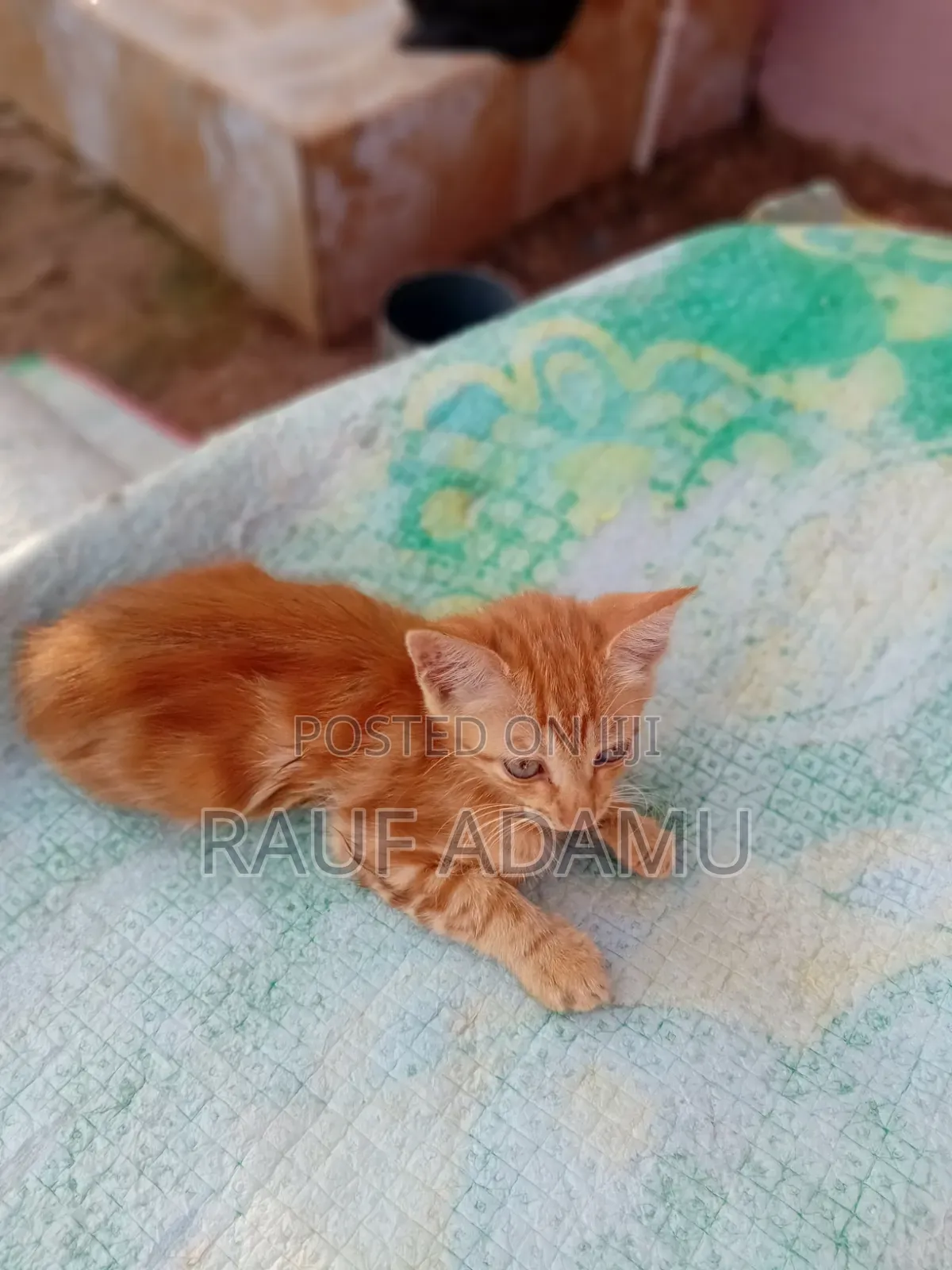 1-3 months Male Purebred Cat