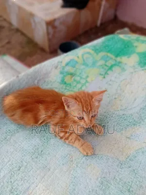 1-3 months Male Purebred Cat