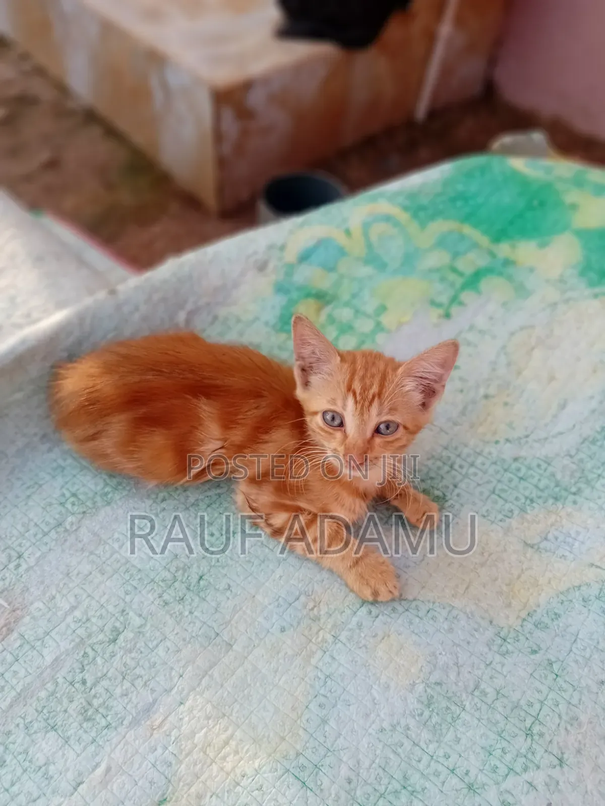 1-3 months Male Purebred Cat