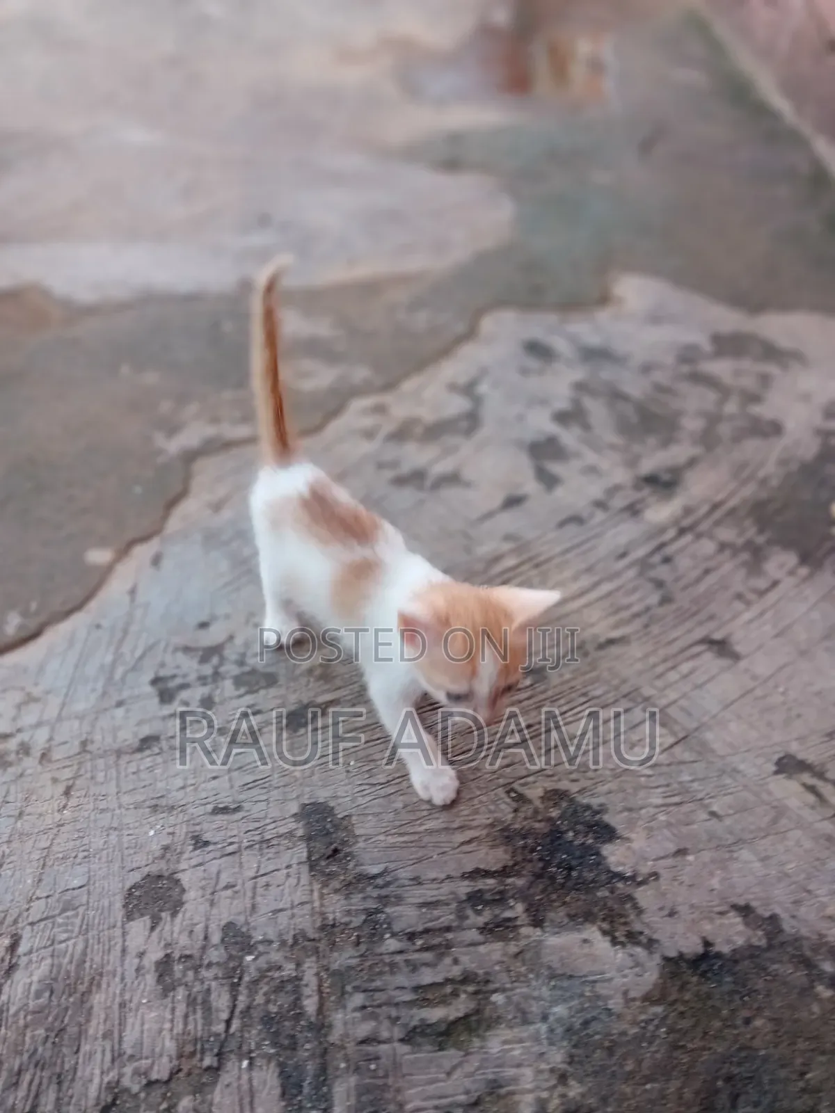 1-3 months Male Purebred Cat