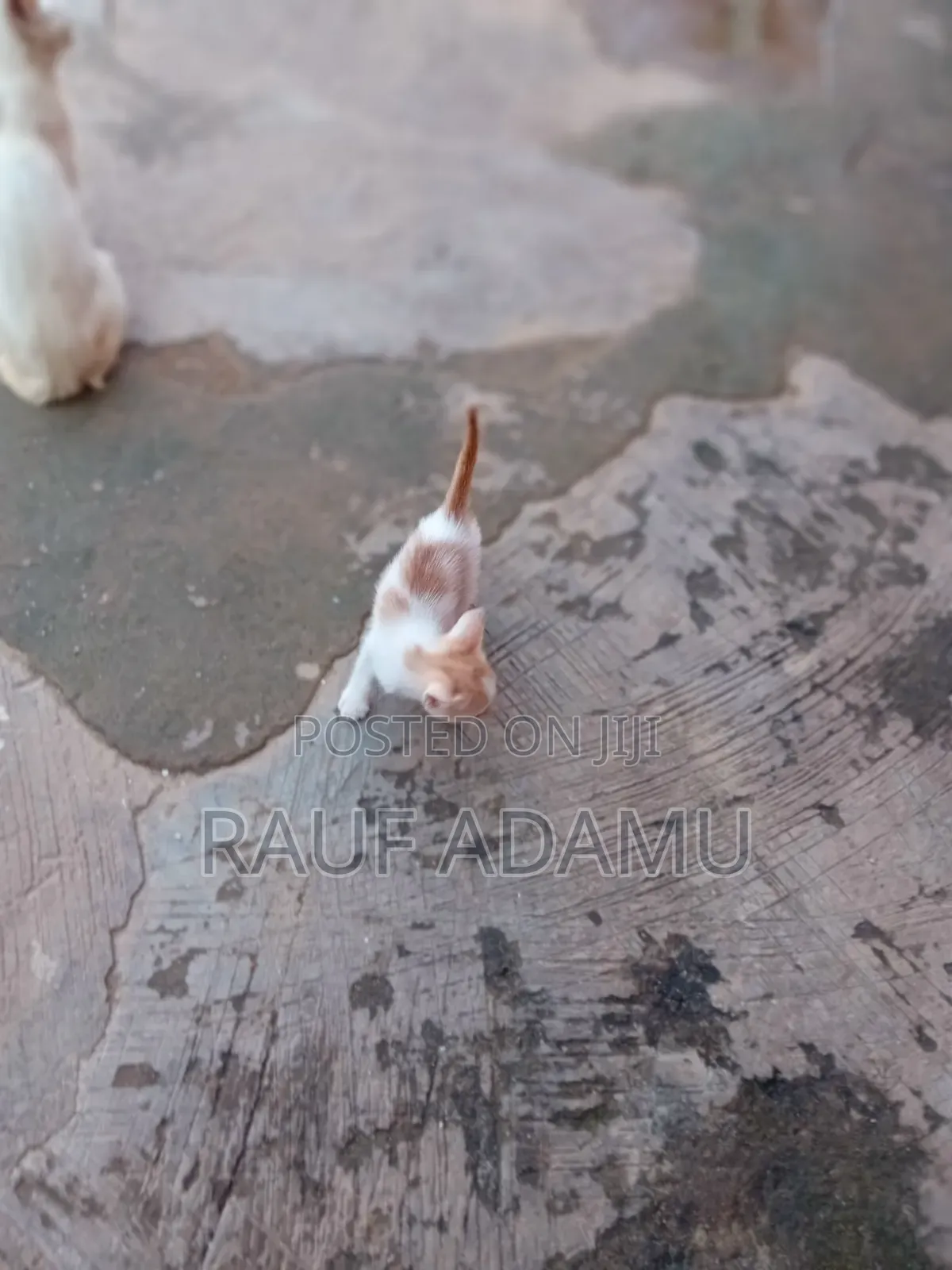 1-3 months Male Purebred Cat