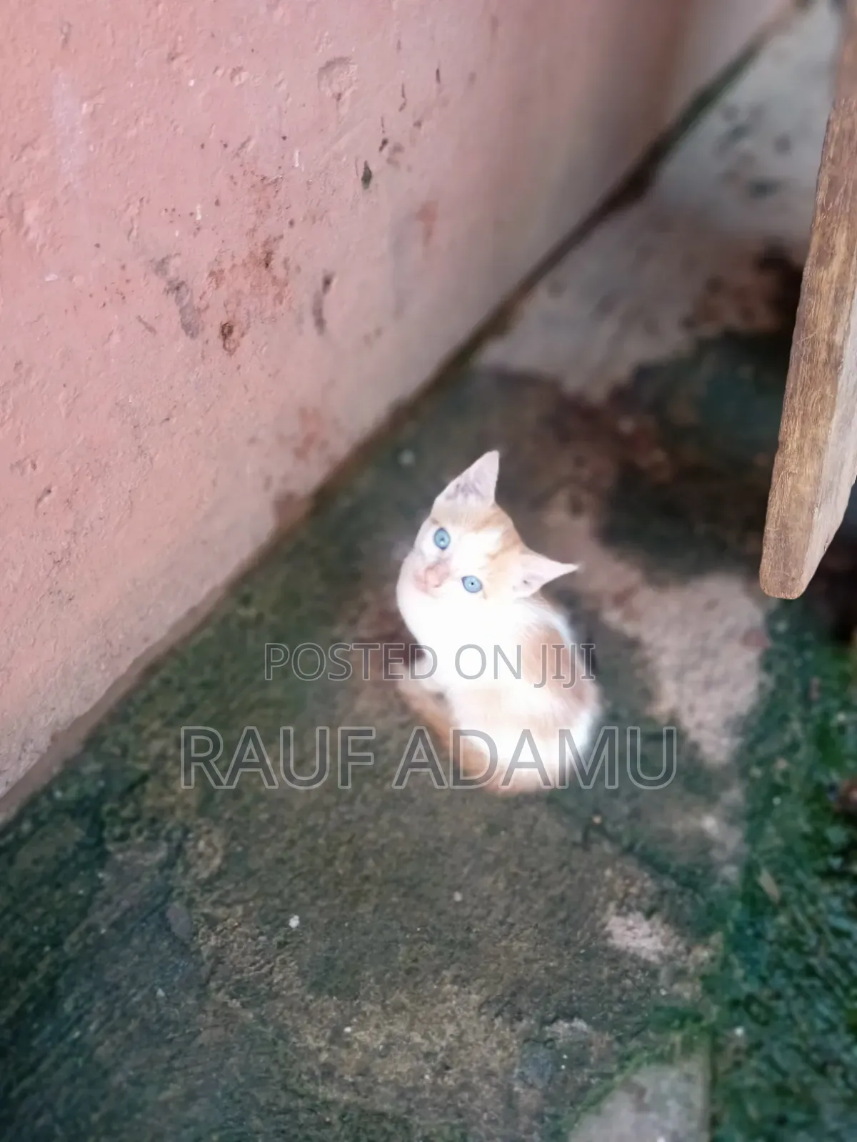 1-3 months Male Purebred Cat
