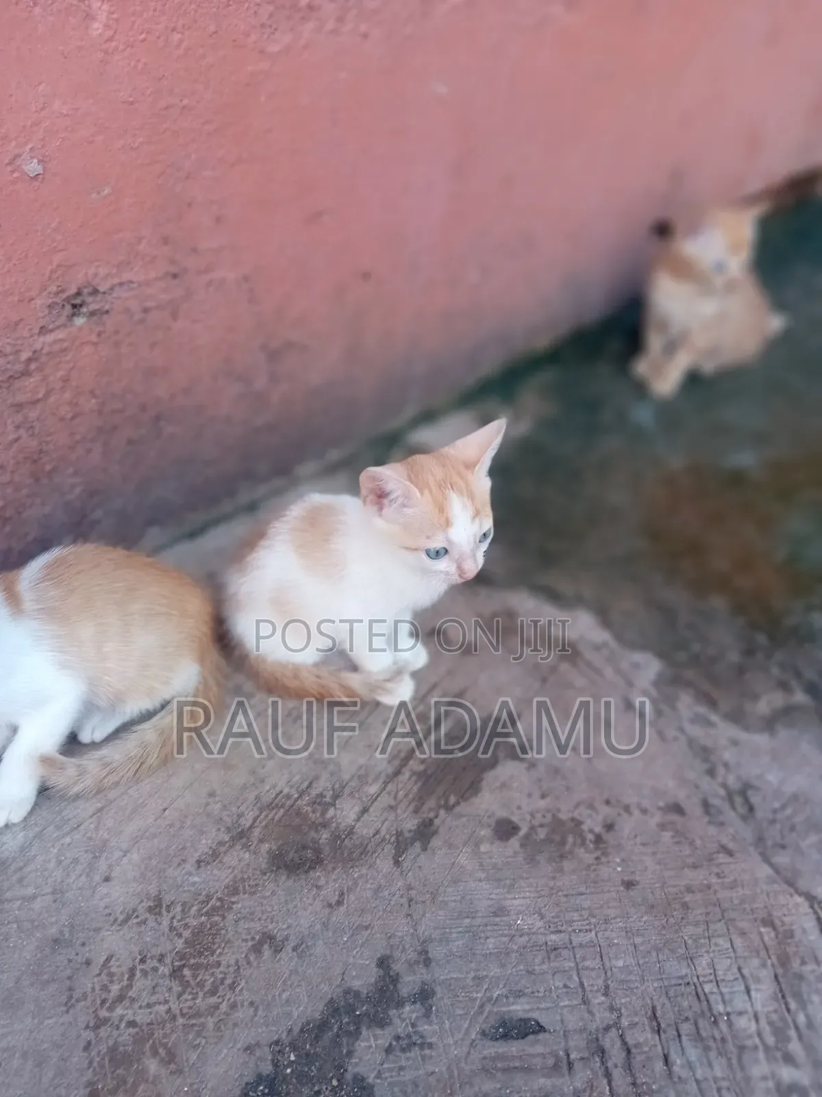 1-3 months Male Purebred Cat