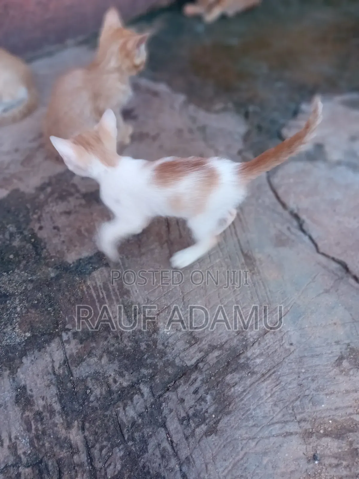1-3 months Male Purebred Cat