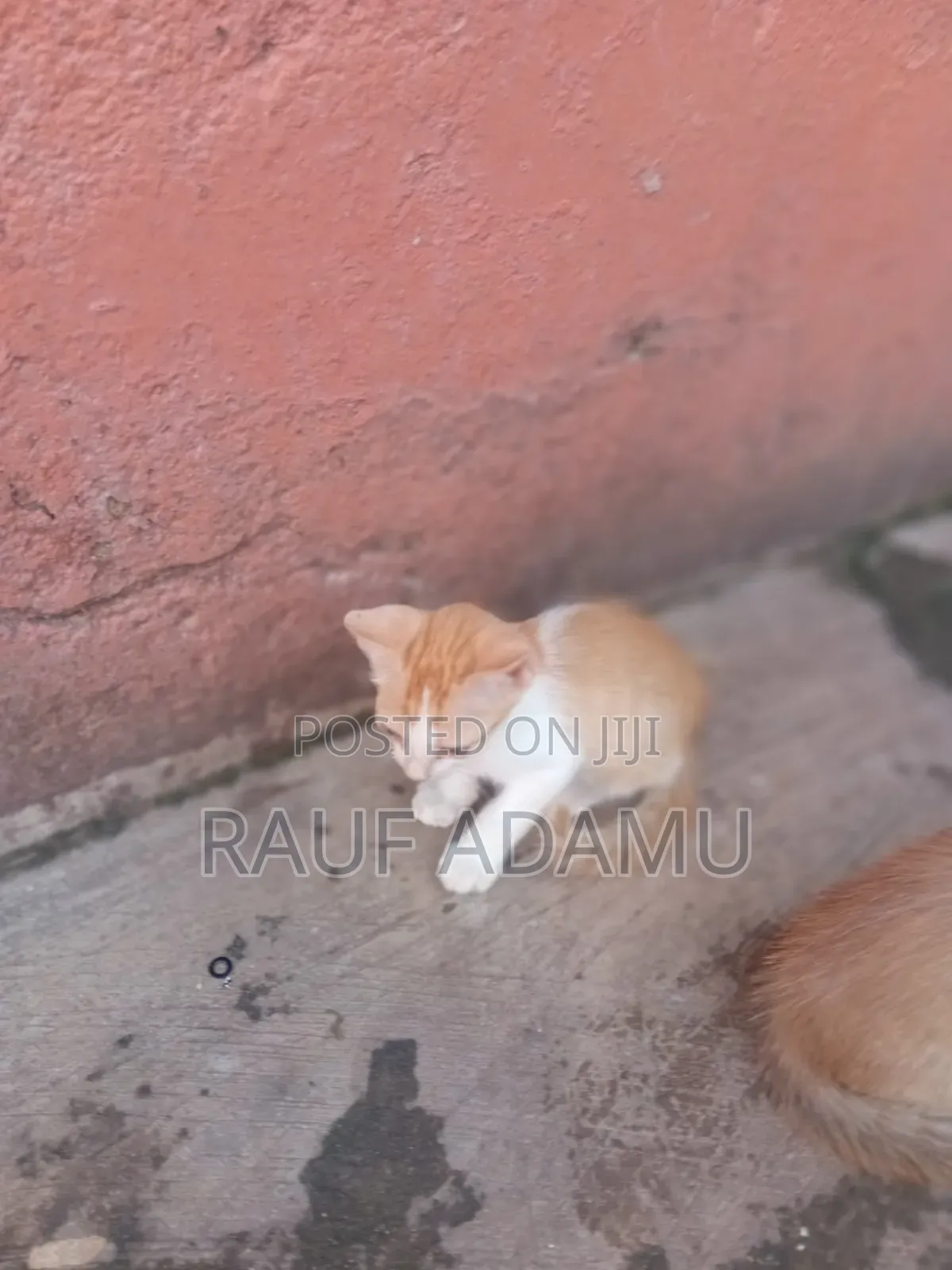 1-3 months Male Purebred Cat