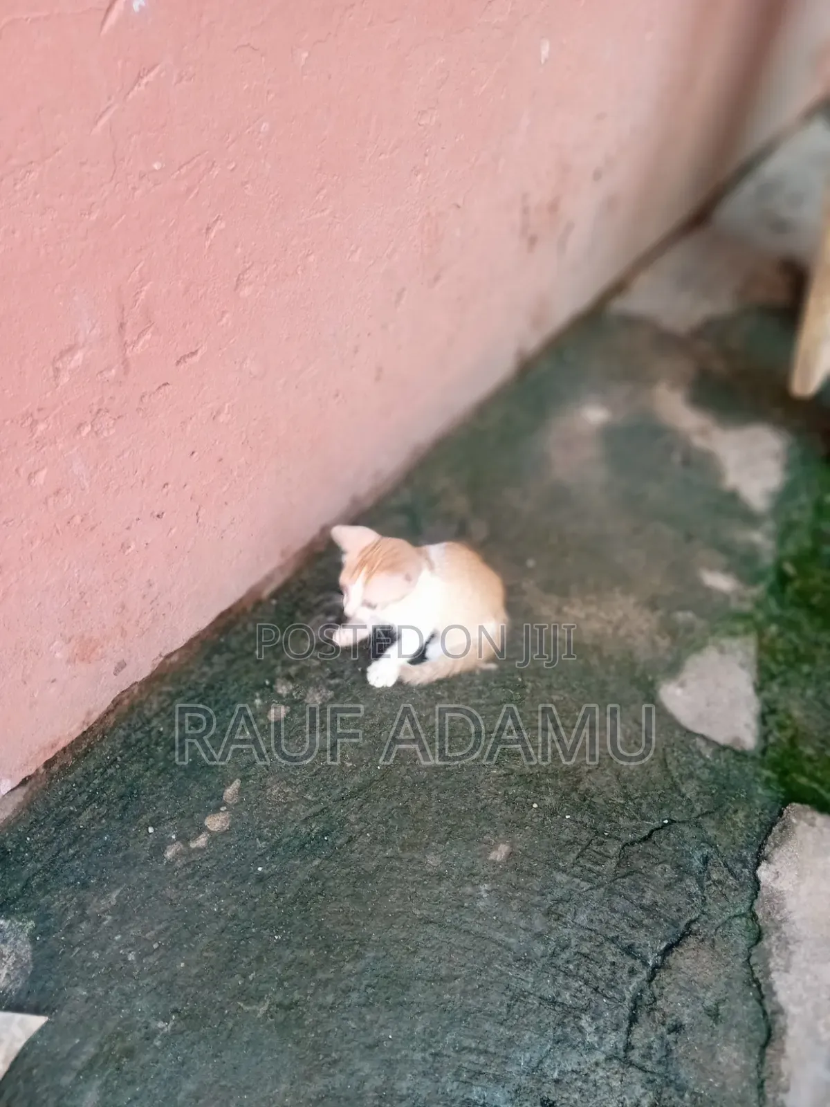 1-3 months Male Purebred Cat