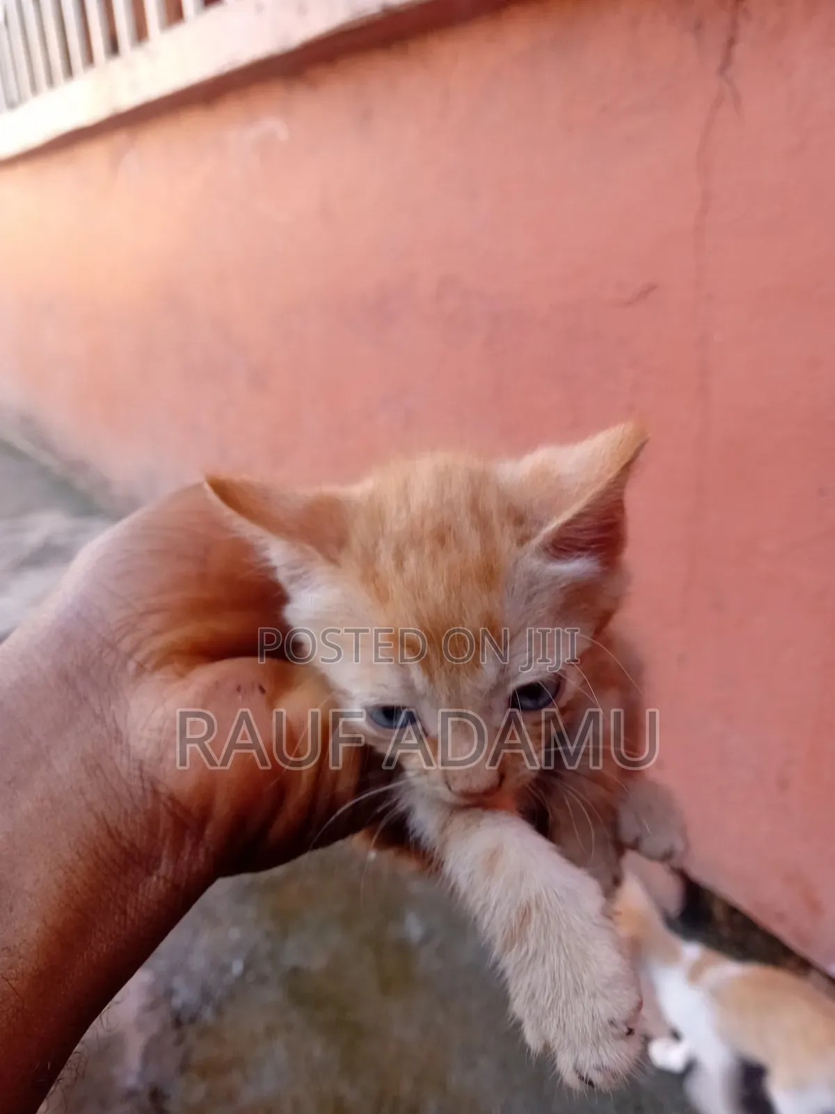 1-3 months Male Purebred Cat