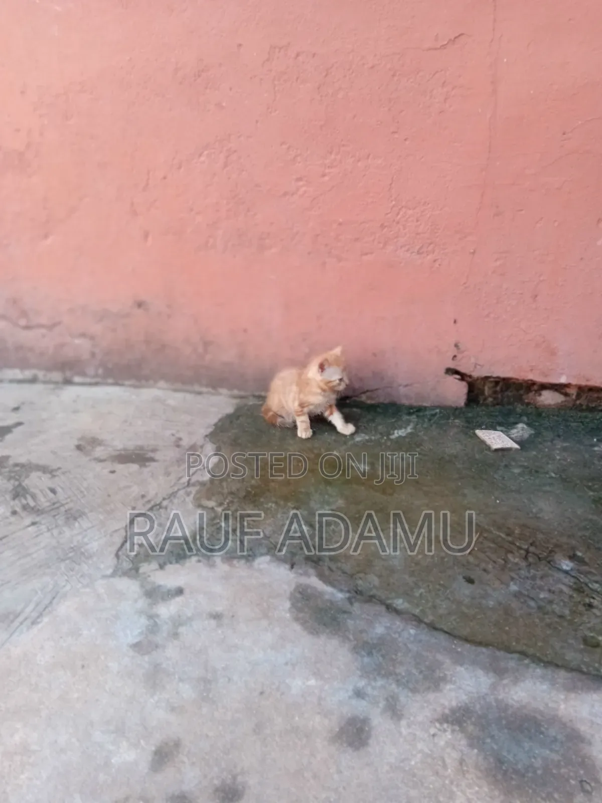 1-3 months Male Purebred Cat