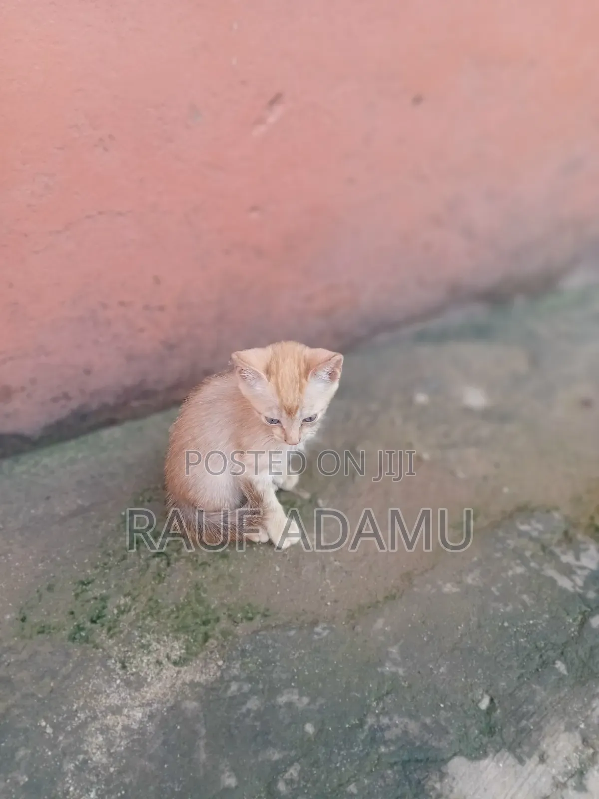 1-3 months Male Purebred Cat