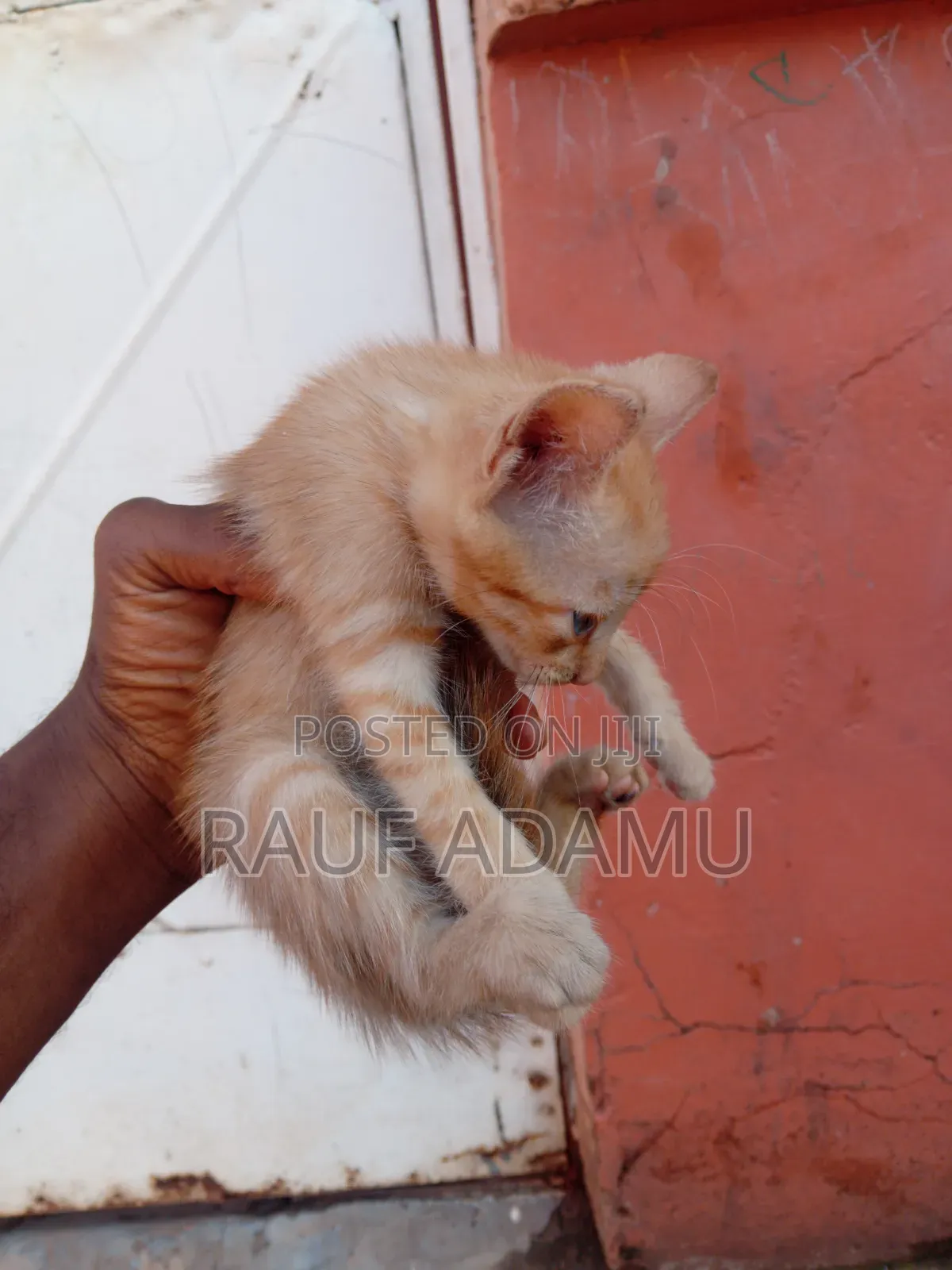 1-3 months Male Purebred Cat