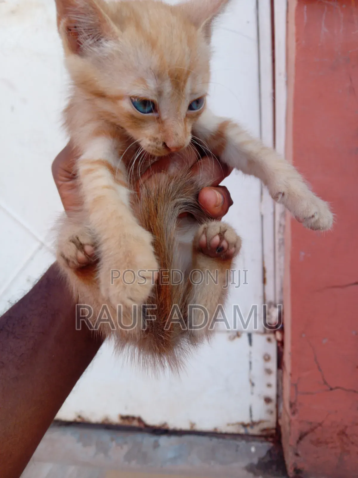 1-3 months Male Purebred Cat