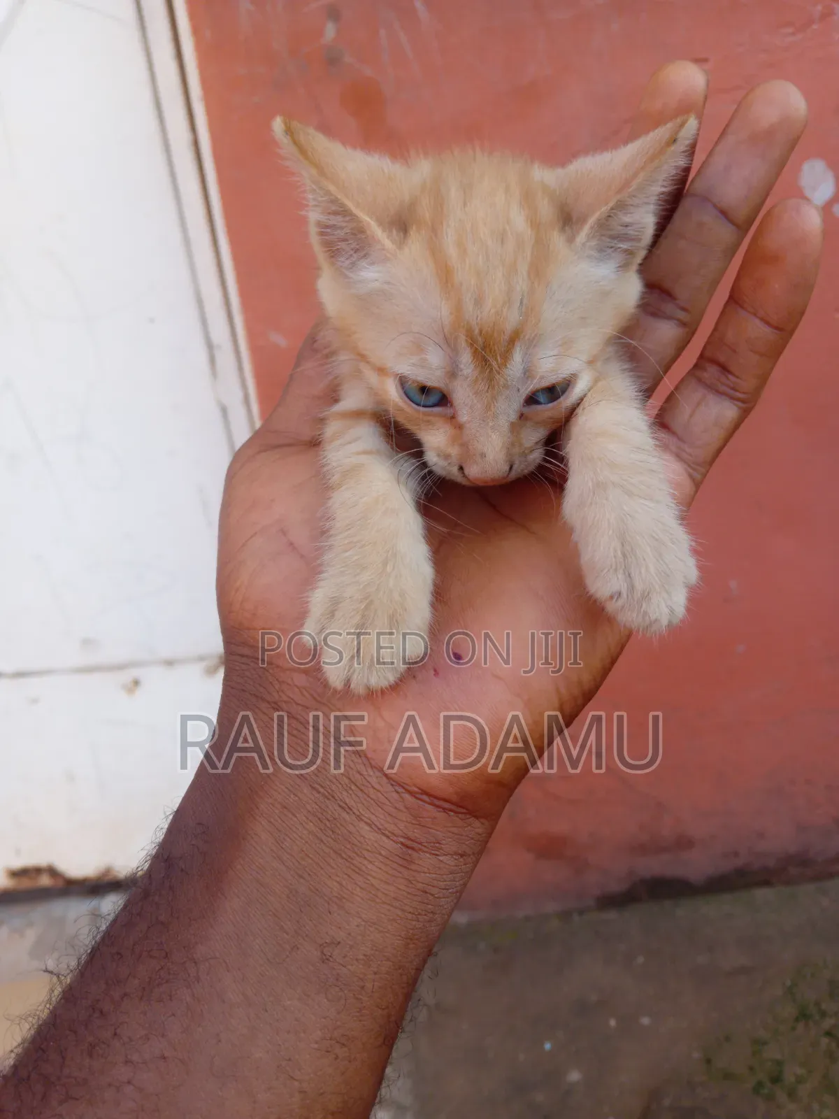 1-3 months Male Purebred Cat