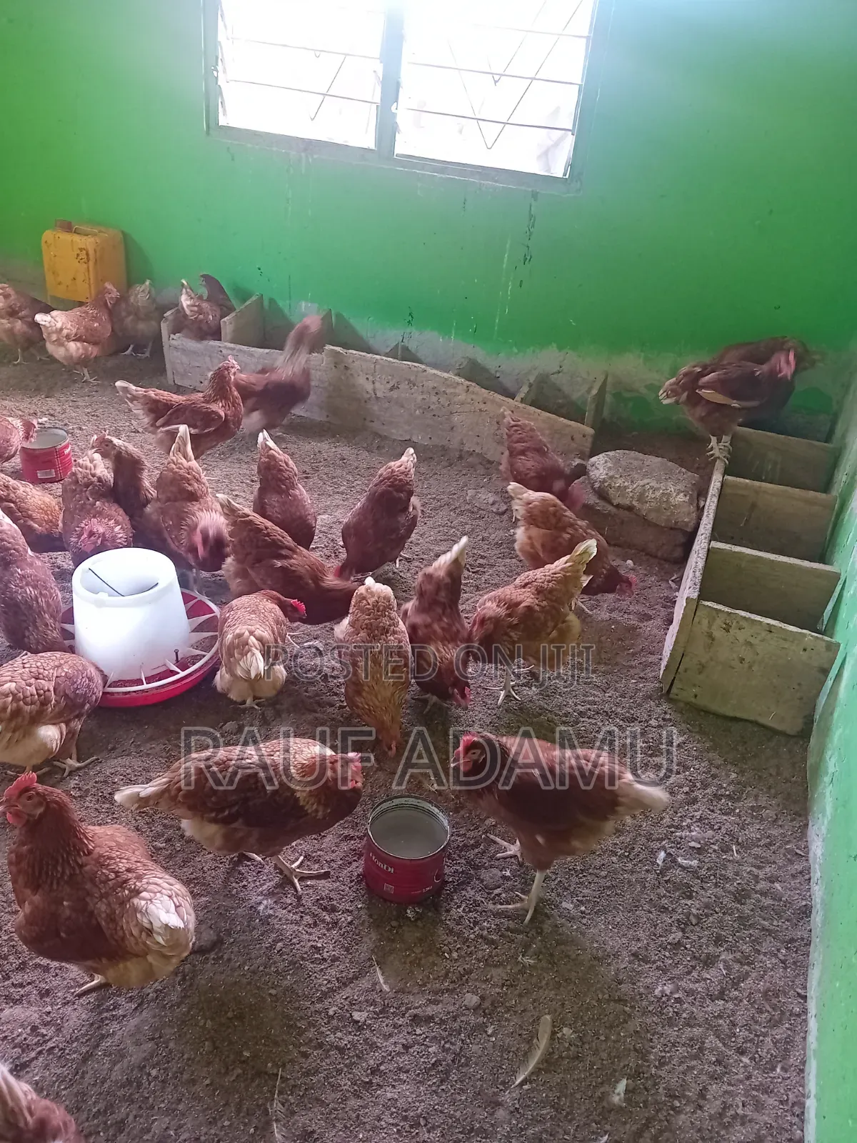 Hens for Sale (Chicken)