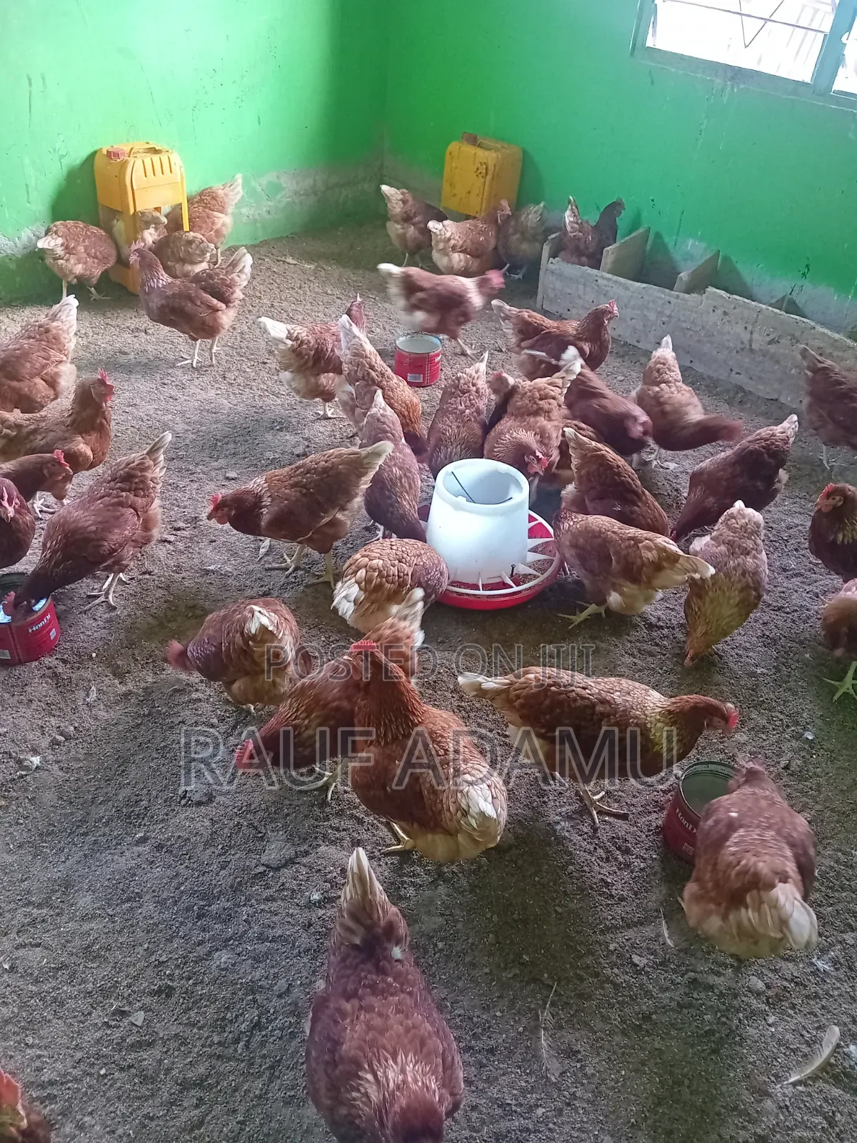 Hens for Sale (Chicken)
