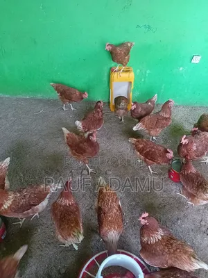 Hens for Sale (Chicken)