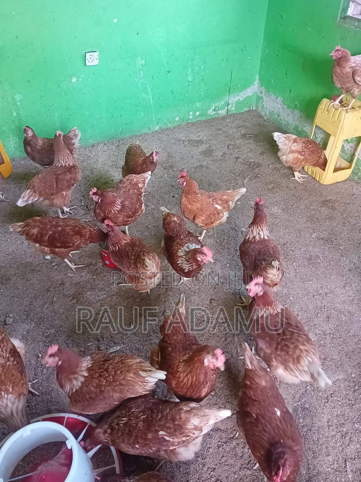 Hens for Sale (Chicken)