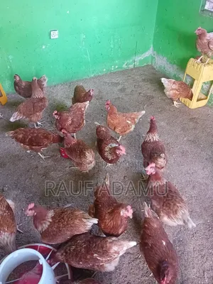 Hens for Sale (Chicken)
