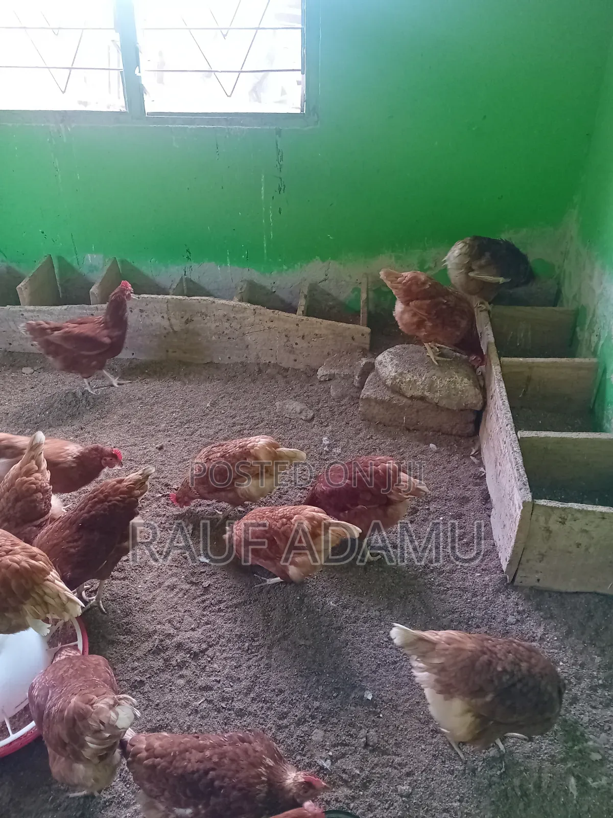 Hens for Sale (Chicken)