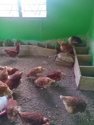 Hens for Sale (Chicken)