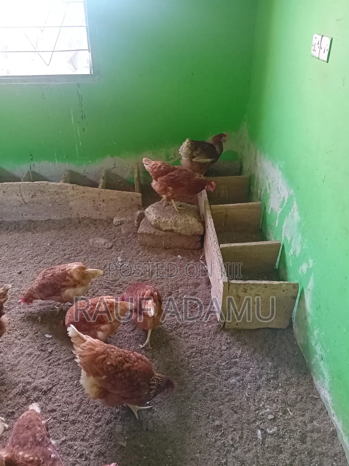 Hens for Sale (Chicken)