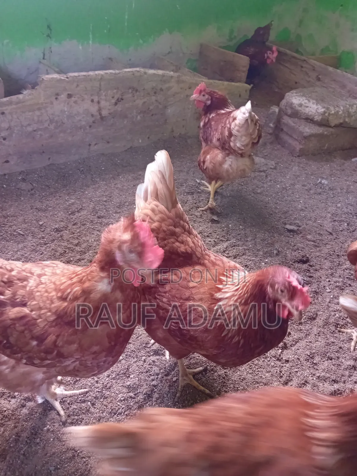 Hens for Sale (Chicken)