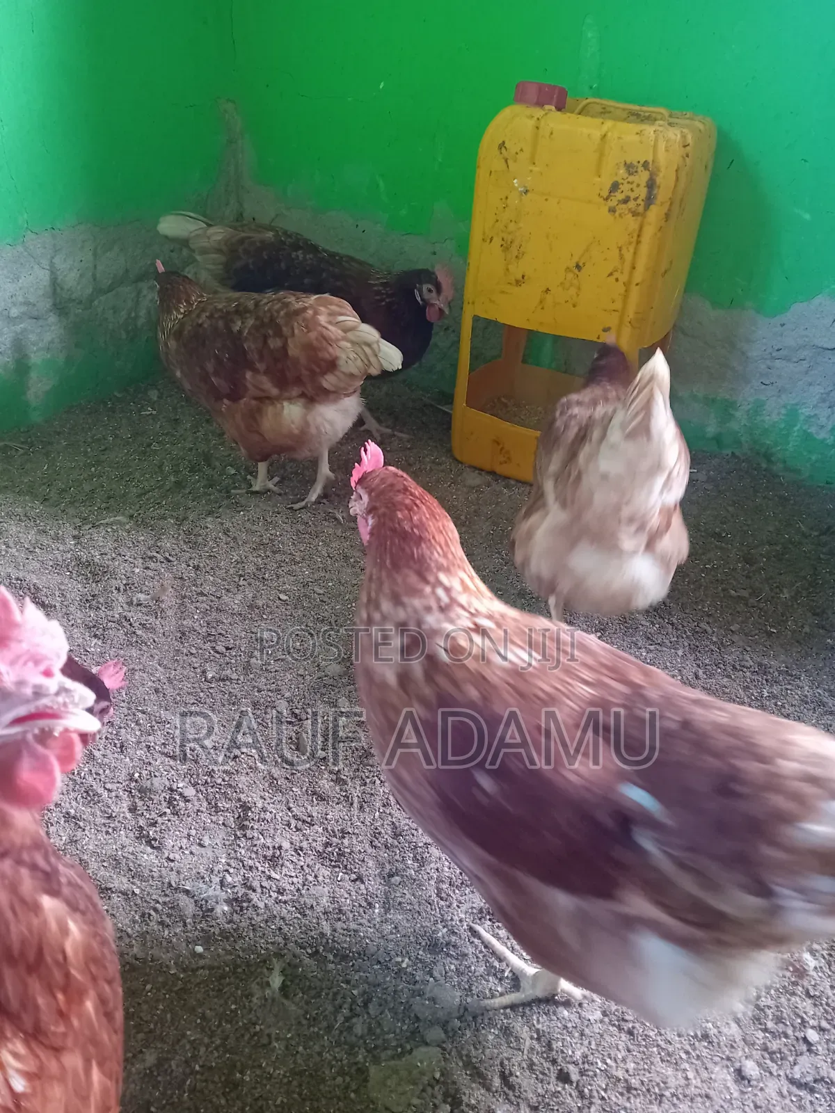 Hens for Sale (Chicken)