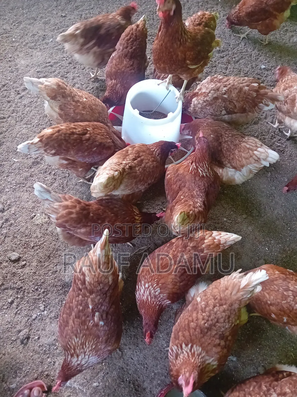 Hens for Sale (Chicken)
