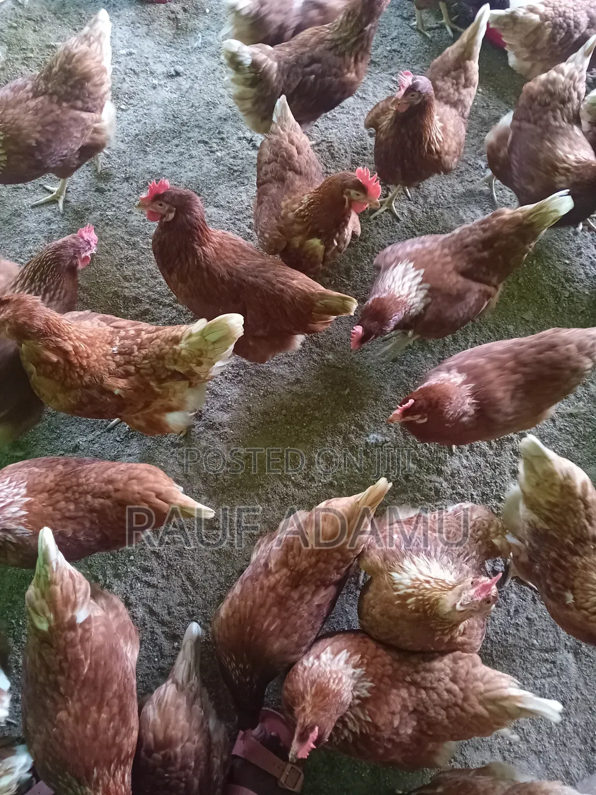 Hens for Sale (Chicken)