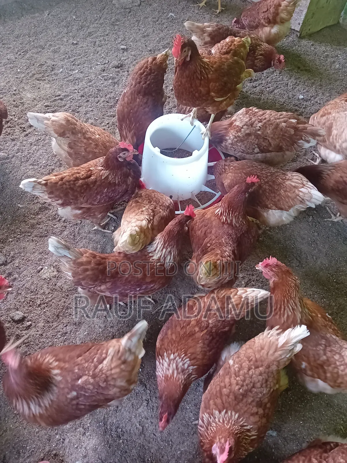 Hens for Sale (Chicken)