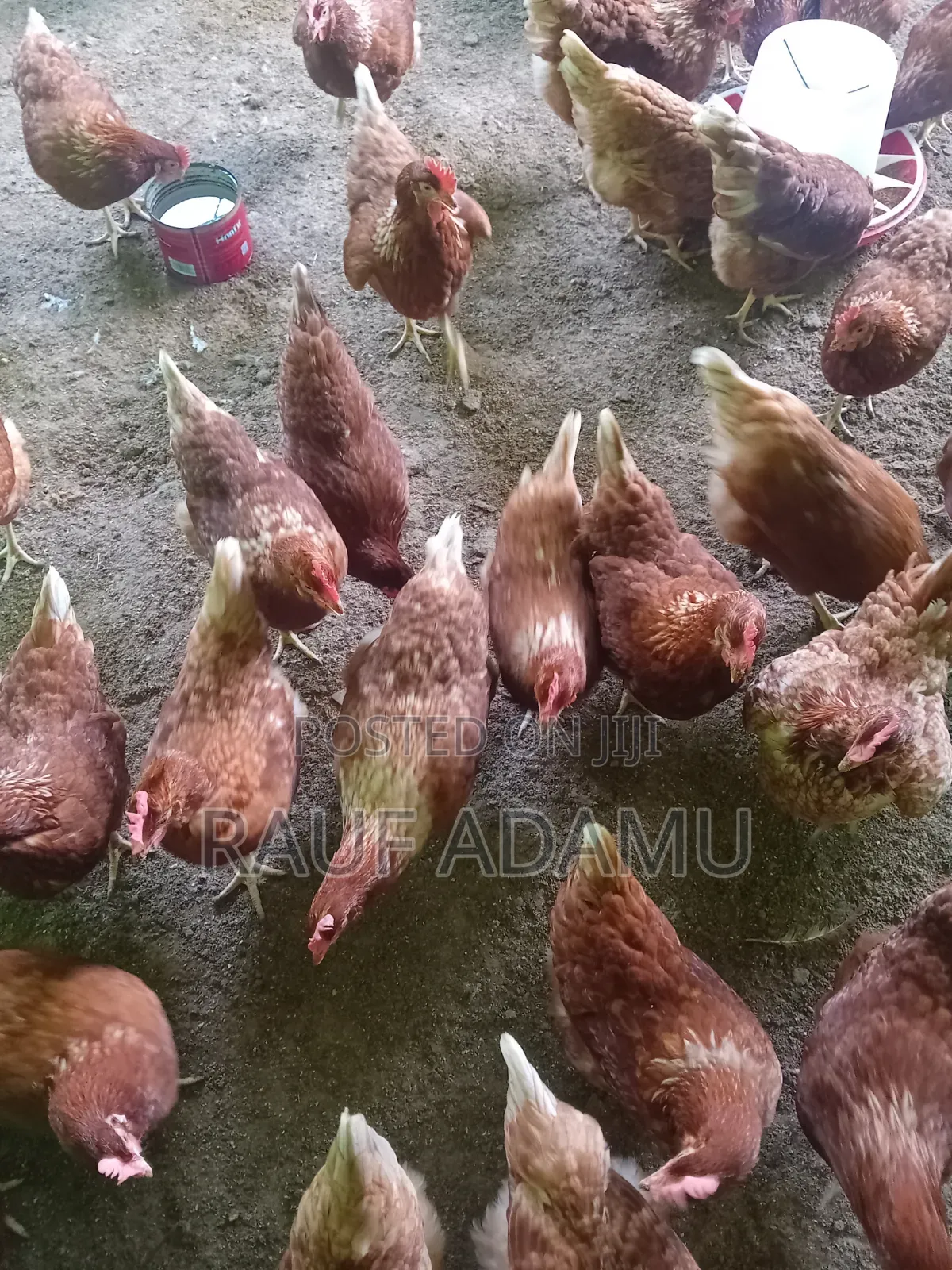 Hens for Sale (Chicken)