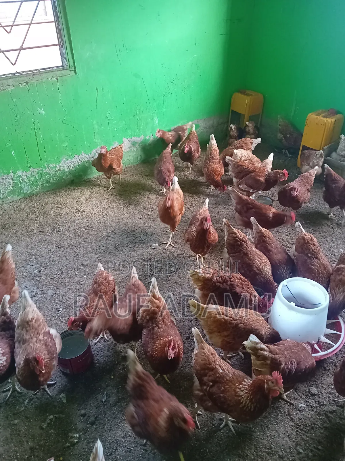 Hens for Sale (Chicken)