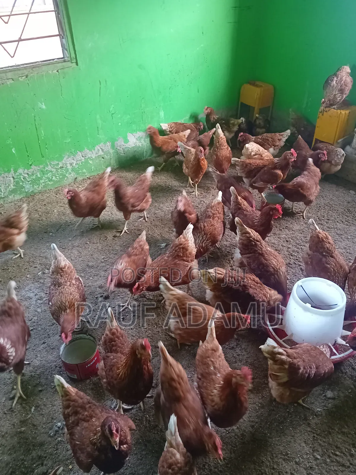 Hens for Sale (Chicken)