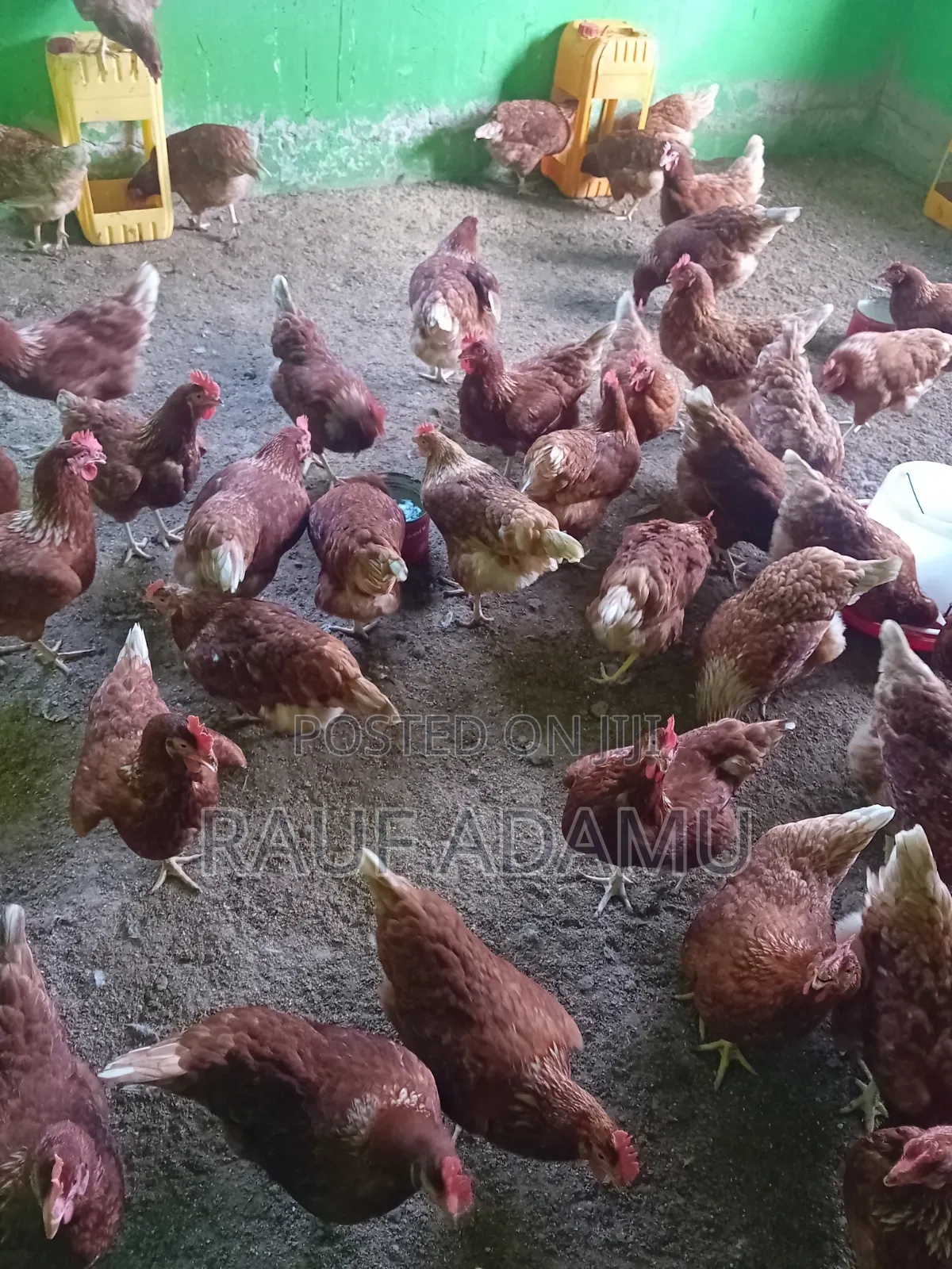 Hens for Sale (Chicken)