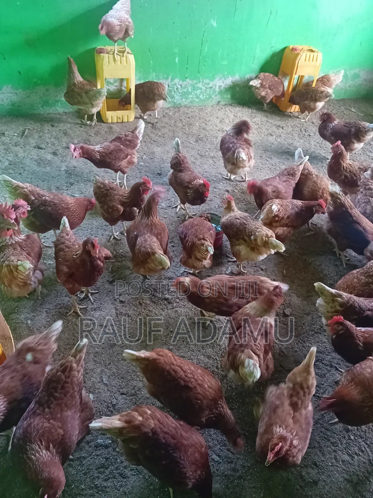 Hens for Sale (Chicken)