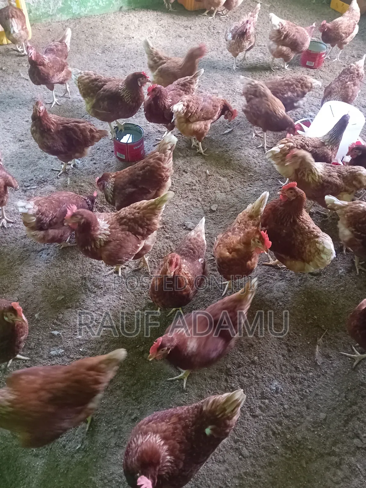 Hens for Sale (Chicken)