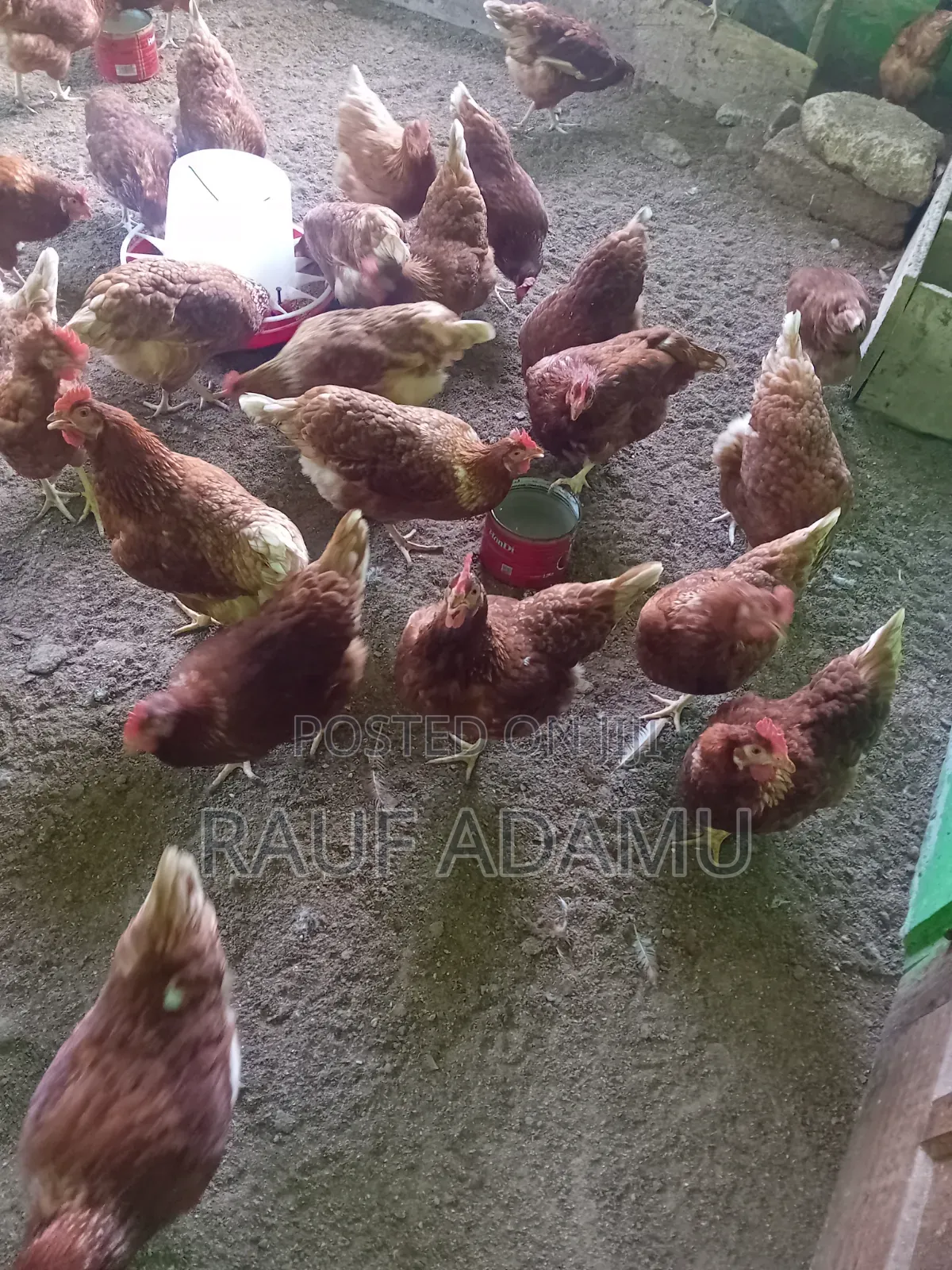 Hens for Sale (Chicken)