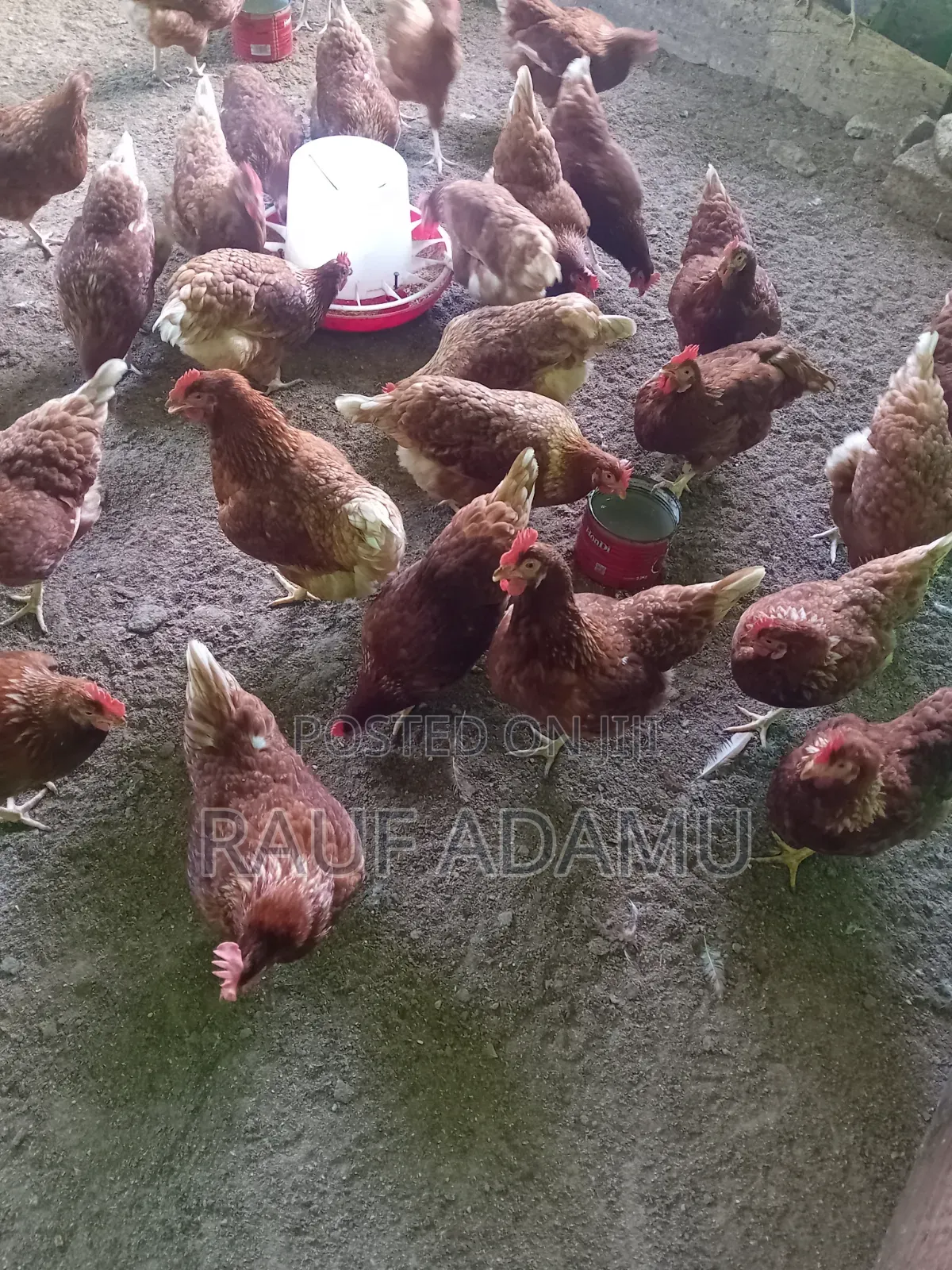 Hens for Sale (Chicken)