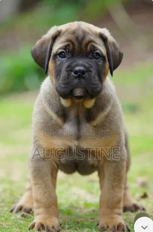 3-6 months Female Mixed Breed Boerboel
