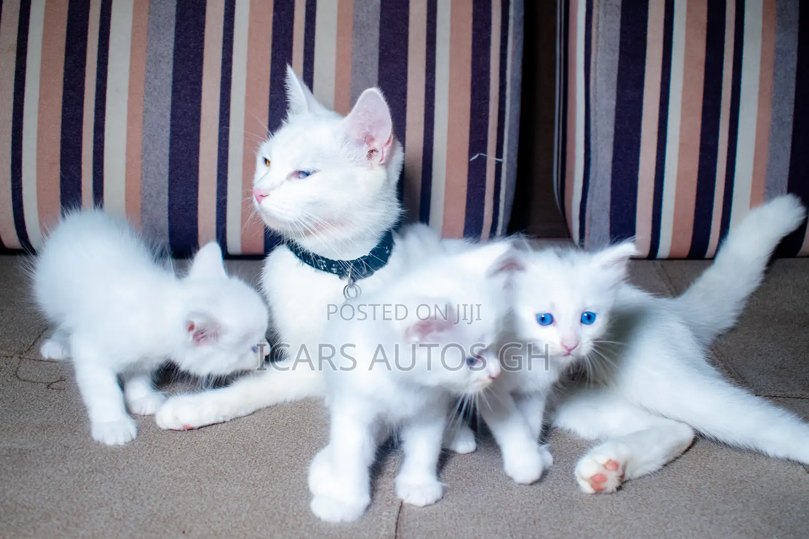1-3 months Male Purebred Turkish Angora