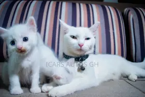 1-3 months Male Purebred Turkish Angora