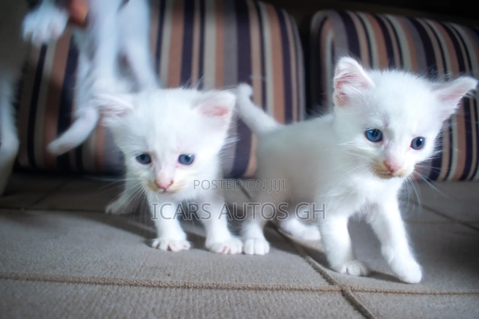 1-3 months Male Purebred Turkish Angora
