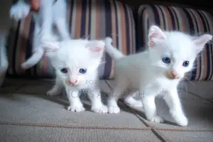1-3 months Male Purebred Turkish Angora