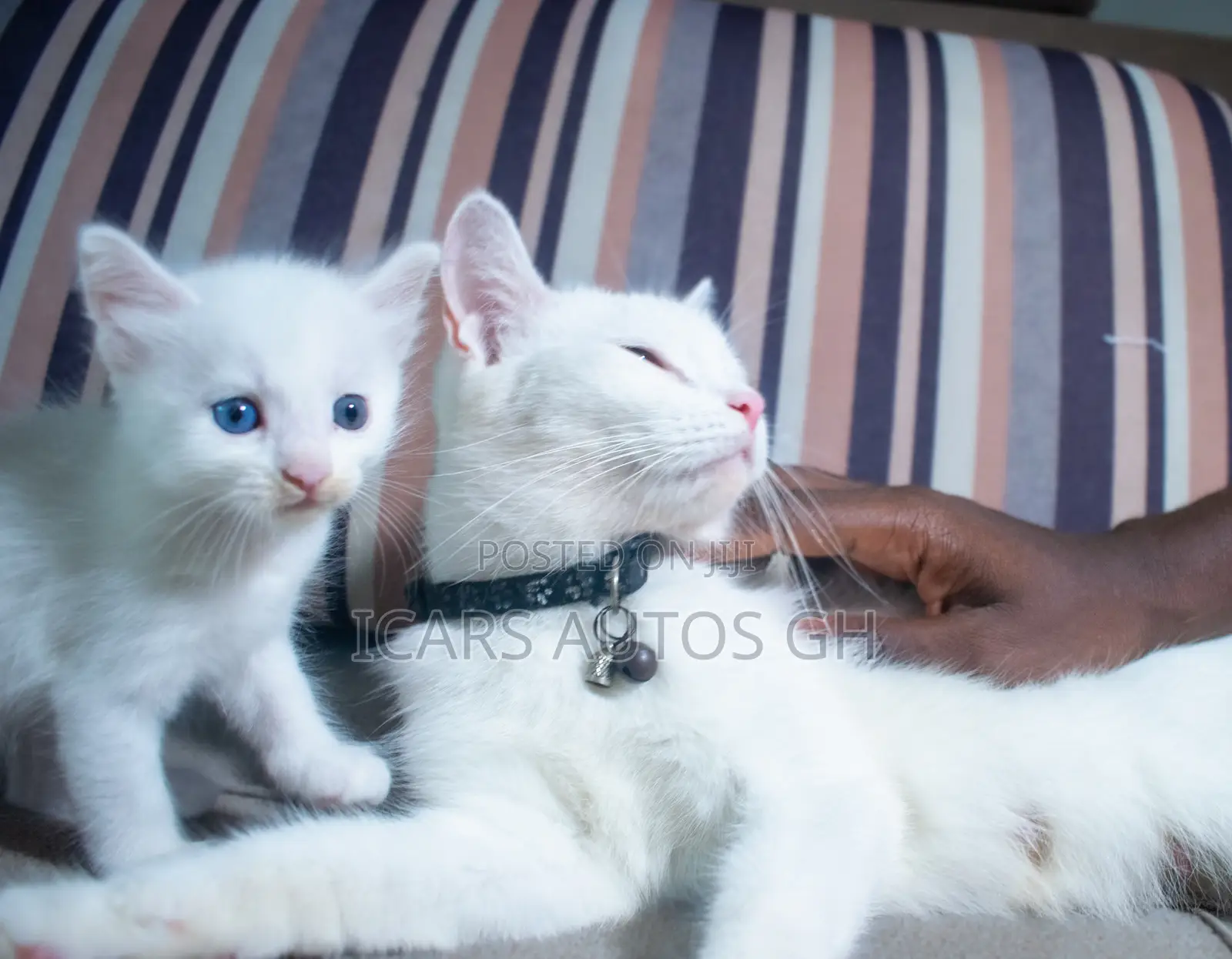 1-3 months Male Purebred Turkish Angora
