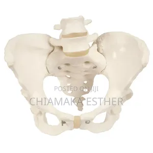 Model Female Pelvic
