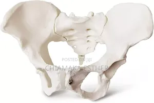 Model Female Pelvic