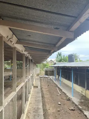 Poultry Farm Pens Available for Rent